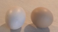 Difference Between an Unboiled and a Hard-Boiled Egg