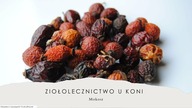 Ziołolecznictwo u koni.  Poziom podstawowy-nagranie webinaru 9. 04