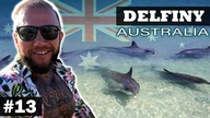 Do plaży przypłynęły DELFINY ! WOW ! Dwa dni wakacji ;) AUSTRALIA #13