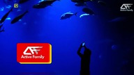 ACTIVEFAMILY - 26-08-2021 - Identy, Reklama