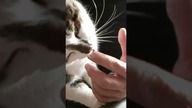 Kotek lizaczek  #shorts #kot #kotek #funny #funnycats #meow