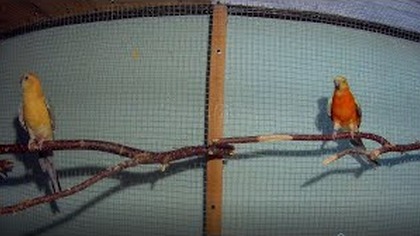 Papugi świergotki orange a inne odgłosy ptaków. Cz nr-2.
