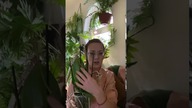 Cięcie przekwitniętego Storczyka