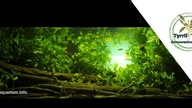 150l Akwarium biotopowe - Polska rzeka Krężniczanka u źródła.