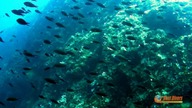 Dziewicze miejsca do zwiedzenia w Chorwacji - Dugi Otok - Best Divers