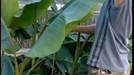 101.  Banan musa velutina od nasionka do 193cm w około 8 miesiący ! :)