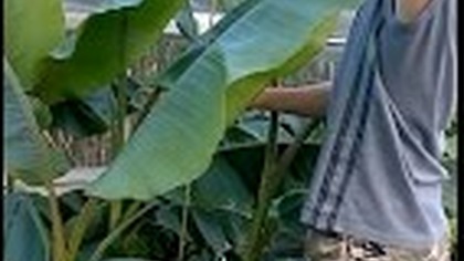101.  Banan musa velutina od nasionka do 193cm w około 8 miesiący ! :)
