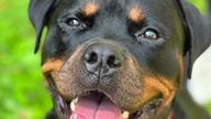 Rottweiler Jardan