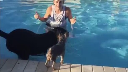 Bardzo sprytny pies kontra basen