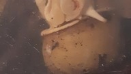 Albino Snail Mouth #cute 