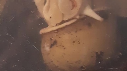 Albino Snail Mouth #cute 