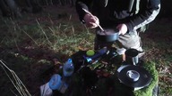 Podpłomyki walka o paszę