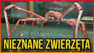 10 ZWIERZĄT O KTÓRYCH NIE SŁYSZAŁEŚ