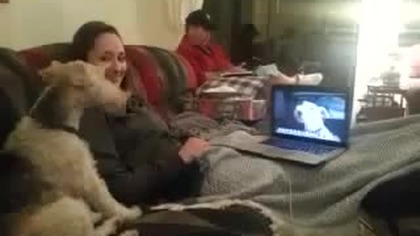 Psy rozmawiają przez Skype