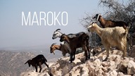 W poszukiwaniu herbaty: Maroko. Czajnikowy.pl
