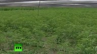 Spalili 300 hektarów zioła!