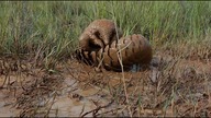 Mój przyjaciel łuskowiec - Pangolin: Kulu`s Journey (2025) Lektor (DOKU)