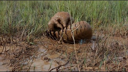 M&oacute;j przyjaciel łuskowiec - Pangolin: Kulu`s Journey (2025) Lektor (DOKU)