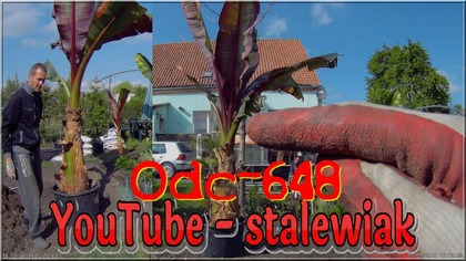 Odc-648-Sadzenie BIG Ensete Ventricosum Maurelii,potężny banan w Polsce.