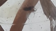 Latrodectus menavodi traps a fruit-fly 
