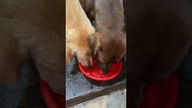 Napić się z sąsiadem #labrador #goldenretriever