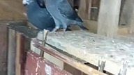 Zbieram stado  #pigeon #golebie #hodowlagolebi
