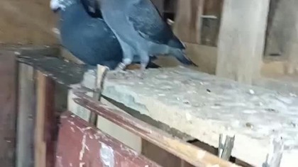 Zbieram stado  #pigeon #golebie #hodowlagolebi