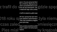 Pies Fijo #subskrybuj #news