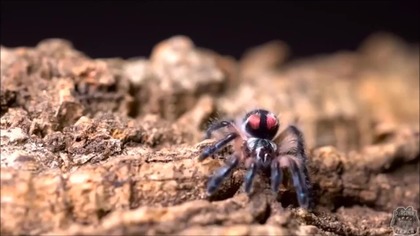 What are springtails? And can these little arthopods be... beautiful? Feel free to see for Yourself! Heres my top 10 most beautiful springtails ranking and please remember its a SUBJECTIVE one, so Yours may be different. Enjoy!
