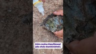 Czym jest złoże skamieniałości? #dinozaury #paleontología #nauka