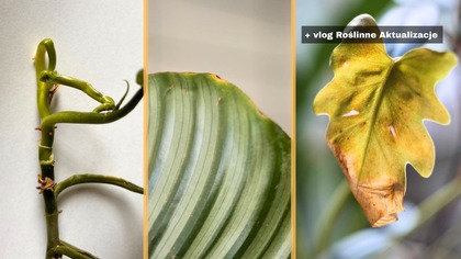 Objawy na liściach, które oznaczają: RATUJ roślinę NATYCHMIAST! + vlog