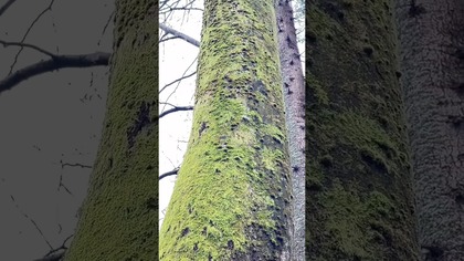 Bieszczadzkie Lasy - Bieszczadzka Chatka Gosia #biesy #wbiesy #góry #las #lasy #bieszczady