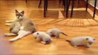 kittens
