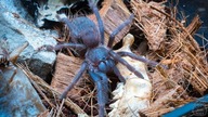 REHOUSE Pterinopelma sazimai! Niebieska parahybana??