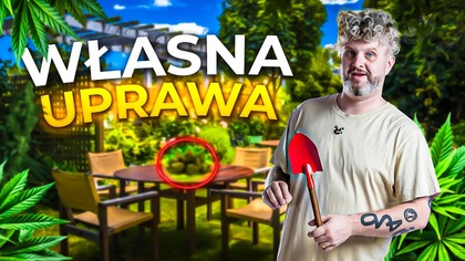 JAK UPRAWIAĆ C8D W DOMU? (Legalna uprawa, pozwolenie, KOWR, odmiany)