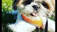 HOW CUTE PUPPIES GROWING - always fun - Puppyhood