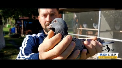 Aukcja Gołębi Pocztowych od Braci Czubak z oddziału PZHGP 0370 Żary.