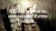 Hyena tribute - Cheyenne In The Snow