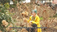 Wiosenne ciecie Hortensji.  Jak ciąć hortensję bukietową, ogrodową, dębolistną, pnącą