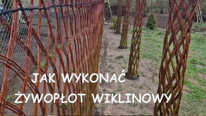  Jak wykonać żywopłot wiklinowy.  Naturalne formy ogrodowe.