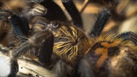 Przekładanie Chromatopelma cyaneopubescens + MACRO + INFO