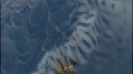 Peregrine Falcon Tribute