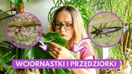 Masz te 2 szkodniki na roślinach doniczkowych? Zrób TO od razu!