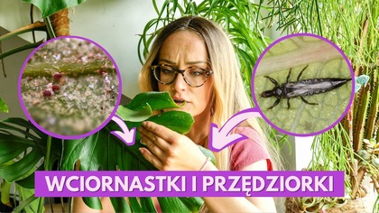 Masz te 2 szkodniki na roślinach doniczkowych? Zrób TO od razu!