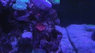 My reeftank maintenance #reeftank #aquarium #coralreef