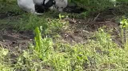 Biały na wykopkach.