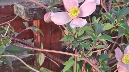 Clematis Montana już kwitnie