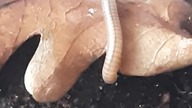 Coxobolleus #millipede hiding away 