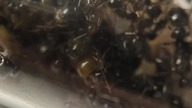 Messor barbarus 2024 #ants #nature #antkeeping #insects #hodowla #zwierzęta