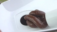 Crazy Experiment: MEAT GRINDER vs Shit (Poop) and Toys